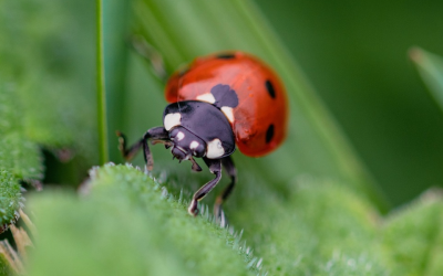 A New Age, A New Spiritual Office